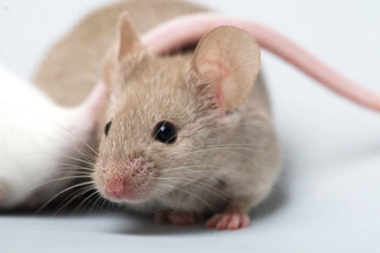 30 Anti-Aging Secrets That Could Add Years To Your Life 12 03 Age Mice Mind Boggling Discoveries Scientists Made This Year 501533701 Olivialazer