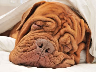 The Essential Guide To Deeper Sleep 5 Essential Guide To Deeper Sleep 06 Dog Sleeping Sl1