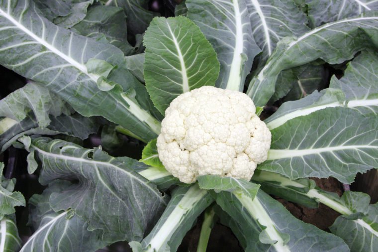 23 Science-Backed Natural Home Remedies For Arthritis Pain Relief 20 Shutterstock 125697809