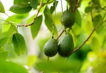 8 Easy Ways Avocado Can Make Your Hair, Skin, and Nails Just Gorgeous