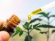 Opioid Alternatives: Can You Manage Your Pain With Natural Remedies Like CBD Oil?
